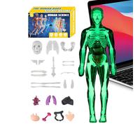 Anatomy Model - ABS, 3.94x11.22in Skeleton Model 3D Human Body | Educational Removable Organs Set, Science Learning Tool for Kids, Boys, Girls, Students, Classroom, Homeschool, Art Studio
