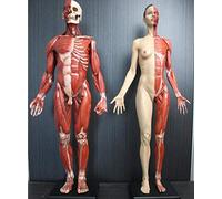 Anatomy Model Figure 2pc modèle d'anatomie Humaine 60 cm Anatomie Musculaire mâle Femelle Os Humain - Matériau PU - Médecin pour étudier L'Artiste de Dessin