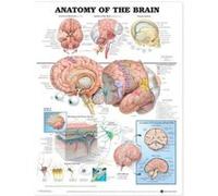 Anatomy of the Brain Anatomical Chart