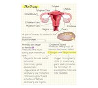 Anatomy of the Ovaries Poster, Female Reproductive System Detailed Medical Chart, Biology & Gynecology Study Aid for Students(Unframed,16x24inch(40x60cm))