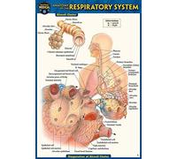 Anatomy Of The Respiratory System