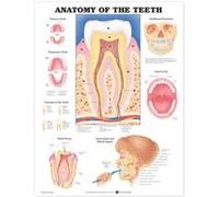 Anatomy of the Teeth Anatomical Chart