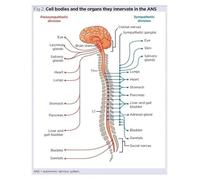 Anatomy Study Aid Poster - Autonomic Nervous System & Key Nerve Pathways (Spinal, Vagus) - Essential Educational Wall Chart for Nursing, Med Students & Teachers(Unframed,12x18inch(30x45cm))