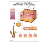 Anatomy Stuff Anatomie de la peau, des cheveux et des ongles - FRANÇAIS, 45 x 60 cm, 18 x 24 pouces, Diagramme Peau, Cheveux & Ongles