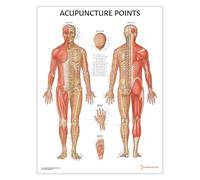 Anatomy Stuff Tableau des points d'acupuncture - 45 x 60 cm - Diagramme d'acupuncteur - Clinique de médecine chinoise - Thérapie à l'aiguille