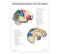 AnatomyStuff Brodmann - Tableau d'anatomie des zones du cerveau - 45 x 60 cm - Diagramme de cartographie du cerveau - Outil d'étude des neurosciences