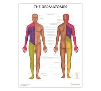 AnatomyStuff Dermatomes Anatomy Poster/Chart 45 x 60 cm, Dermatome Map Diagramme, Nerve Inneration Chart