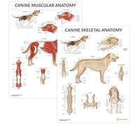 AnatomyStuff Lot de 2 affiches d'anatomie musculaire et squelettique canine, 45 x 60 cm, diagramme de biologie canine