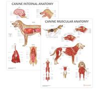 AnatomyStuff Lot de 2 affiches d'organes internes et d'anatomie musculaire canine, 45 x 60 cm, diagramme anatomique canin