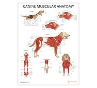 AnatomyStuff Poster d'anatomie musculaire canine 45 x 60 cm - Anatomie et physiologie vétérinaires - Diagramme du système musculaire du chien