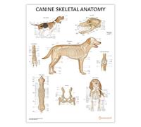 AnatomyStuff Poster d'anatomie squelettique canine 45 x 60 cm, anatomie vétérinaire et physiologie, schéma du système squelette de chien