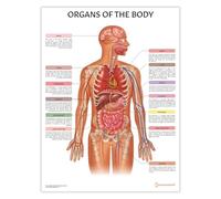 AnatomyStuff Poster d'organes du corps 45 x 60 cm, anatomie humaine, diagramme d'organes internes, poster d'anatomie médicale