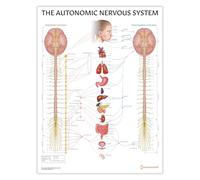 AnatomyStuff Poster du système nerveux autonome 45 x 60 cm, tableau d'anatomie ANS, guide de référence de l'étudiant