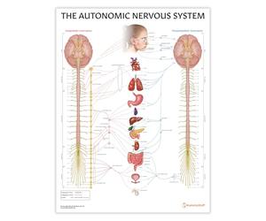 AnatomyStuff Poster du système nerveux autonome 45 x 60 cm, tableau d'anatomie ANS, guide de référence de l'étudiant