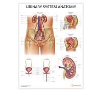 AnatomyStuff Poster du système urinaire 45 x 60 cm, diagramme des reins, diagramme anatomique du système corporel, tableau anatomique pour l'éducation et les étudiants, anatomie urologique