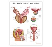 AnatomyStuff Tableau d'anatomie de la prostate 45 x 60 cm, diagramme du système reproducteur masculin, éducation à la santé masculine, affiche d'urologie