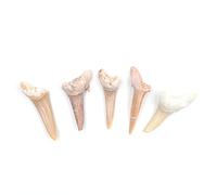 ANCLLO Lot de 5 spécimens naturels de dents de requin fossiles pour l'éducation et la décoration de la maison