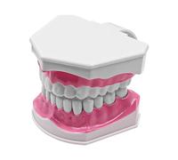 ANCLLO Modèle de dent 2 Fois modèle de Grandes Dents dentaires étude d'enseignement Dentaire modèle de dent de brossage pour l'enseignement et l'étude