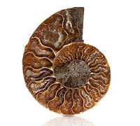 ANCLLO Spécimen d'ammonite fossile d'escargot, spécimen d'ammonite, pierres naturelles et minéraux avec histoire ancienne, style rétro