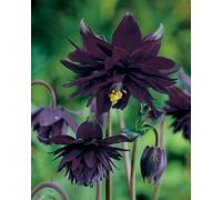 Ancolie hybride Black Barlow - Aquilegia Black Barlow 20 Graines