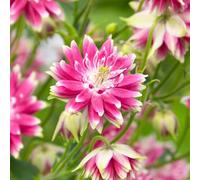Ancolie Nora Barlow : une plante vivace robuste pour le jardin