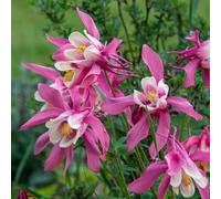 Ancolie Spring Magic Rose & White - Une magnifique plante de jardin