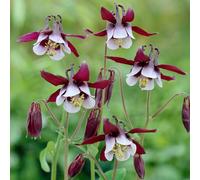 Ancolie William Guiness - Une superbe variété aux fleurs sombres