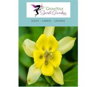 Ancolie 'Yellow Star' Aquilegia jaune- vivaces