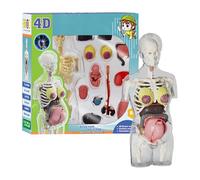 Ancsttu Parties du Corps pour ,Modèle Anatomique Femme Enceinte - Kit d'Assemblage Anatomique Réaliste, Figurine Articulée Éducative, Os Humain STEM pour Élèves, , Garçons et Filles, Salle de Classe