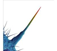 And I'll Scratch Yours by Peter Gabriel [Audio CD] NEUF