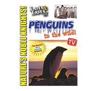 and Lots of Penguin in The Wild