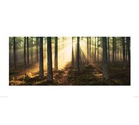 Andreas Stridsberg (Sunlight Through Trees 50 x 100 cm Toile Imprimée