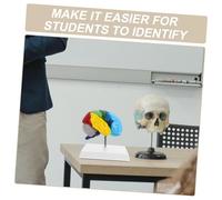 ANDRESLAD Fonctionnel Éducatif avec Zones Colorées pour Enseignement Médical et Étude Neurosciences
