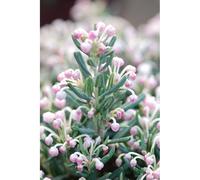 Andromède 'blue ice' taille du pot - en