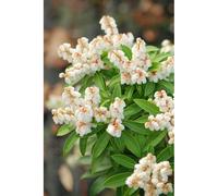 Andromède du japon 'cupido' taille du pot - en pot de 3 litres