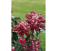 Andromède 'passion' taille du pot - en