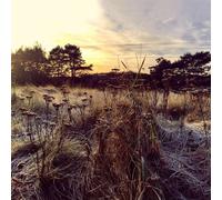 ANE BRUN - LEAVE ME BREATHLESS VINYL LP NEUF