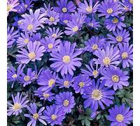 Anémone blanda bleue en bulbes Floraison début de printemps Plantes intérieur extérieur