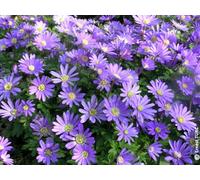 Anemone blanda 'Blue Shades' (Multi-bulbe) / Anémone de Grèce/Conteneur de 1 à 1.9 litres/Vivace tubéreuse