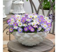 Anémone blanda en mélange, 50 tubercules de 5 variétés, de Hollande | Fleurs étoilées au début du printemps, port bas, rustique et naturalisable, soleil ou mi-ombre, pot, jardinière ou rocaille