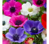 Anémone de Caen en mélange, 50 tubercules de 5 variétés, de Hollande | Fleurs simples façon pavot aux tons vifs du printemps au début de l'été, plantation d'automne, soleil ou mi-ombre, pour vase