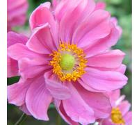 Anémone du japon - anemone hybride 'serenade' - godet 9x9 cm