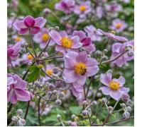 Anémone du Japon Praecox