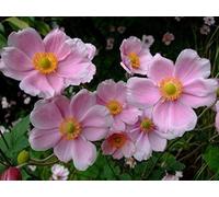 Anemone hupehensis, Anémone japonaise- rosa, résistante au froid