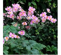 Anemone hupehensis 'Splendens' - Matériel racinaire - 5 pièces