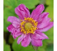 Anemone hupehensis var. japonica 'Pamina' / Anémone du Japon/Godet/Vivace