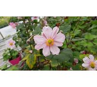 Anemone japonica 'Rubra/Anémone du Japon rouge/Conteneur de 3 à 4 litres