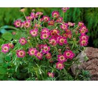 Anemone multifida Rubra - Anémone multifide, vivace