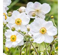 Anemone Plant Honorine Jobert - Anémone du Japon - Vivace de Jardin Caduque