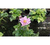 Anemone x 'Konigin Charlotte' / Anémone du Japon rose/Conteneur de 3 à 4 litres